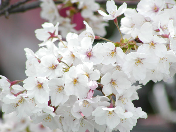 Hoa Sakura